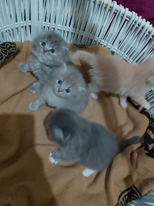 Scotish fold 1.5 oyli