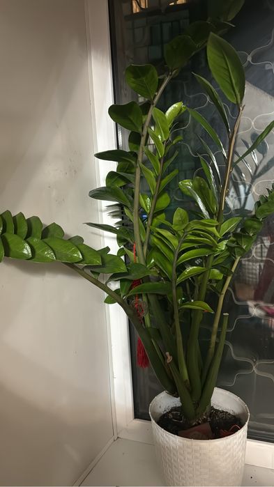 Замиакулькас долларовое дерево