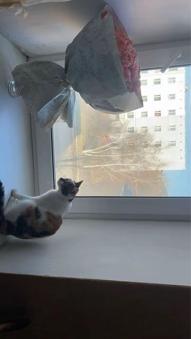 Домашняя кошечка