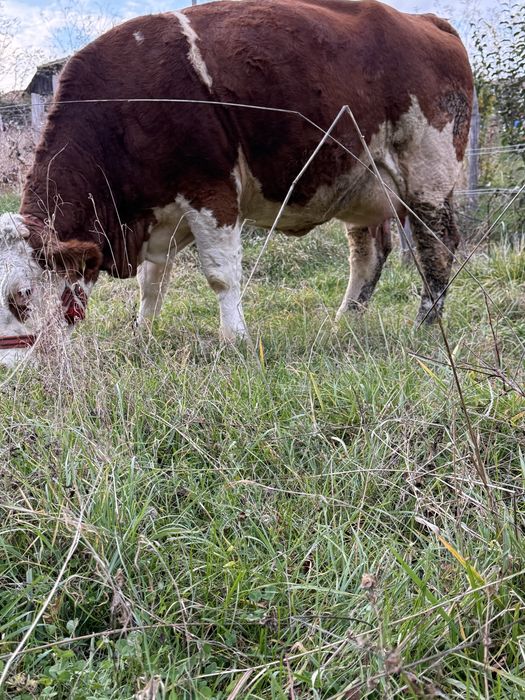 Vaca de vanzare cu tauras