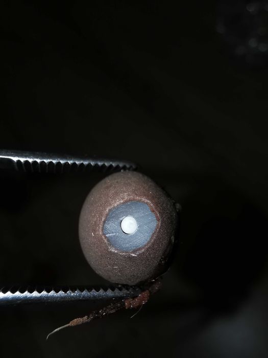 Продавам семена за палми