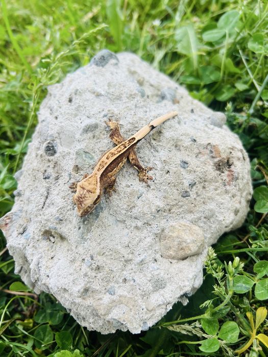 Pui Soparla  Crested Gecko  si Chahoua mainland