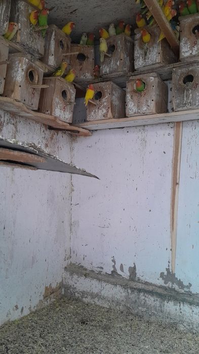 Pui agaponis rosencolis