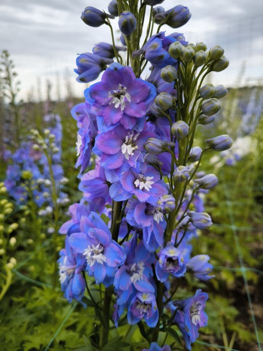 Дельфиниум двухлетка
