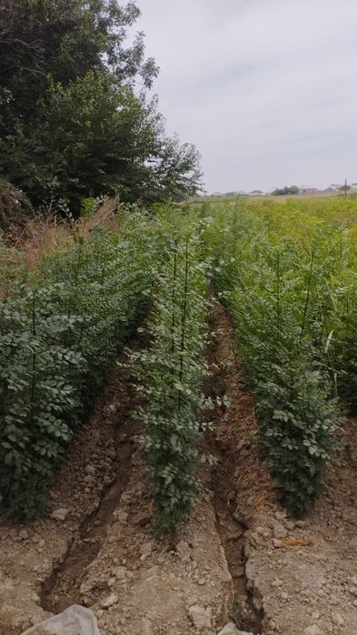 Саженцы Живой изгородь
