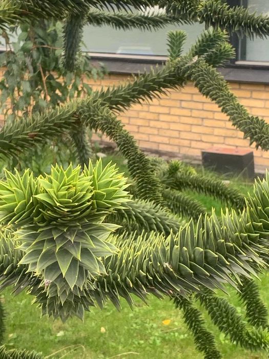 Араукария, Чилийски бор -Araucaria araucana Студоустойчив