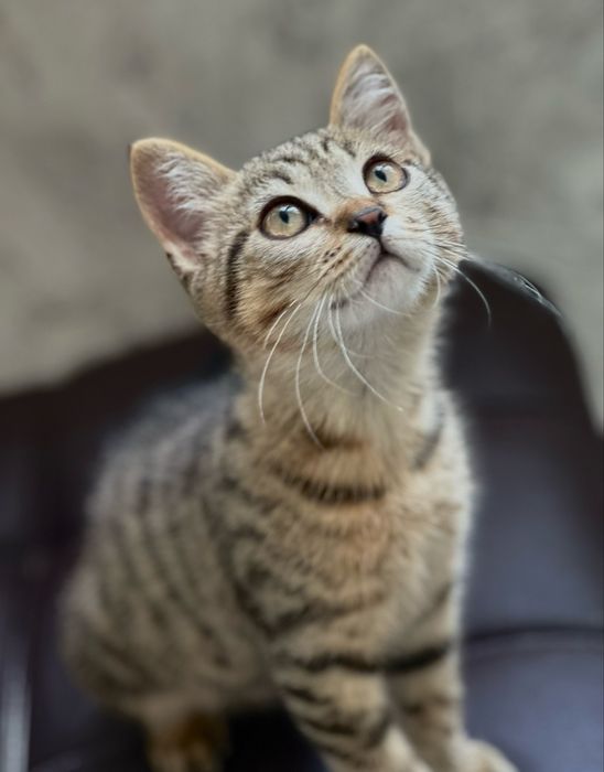 Котенок 2,5 месяца , мальчик , игривый и харазматичный в хорошие руки