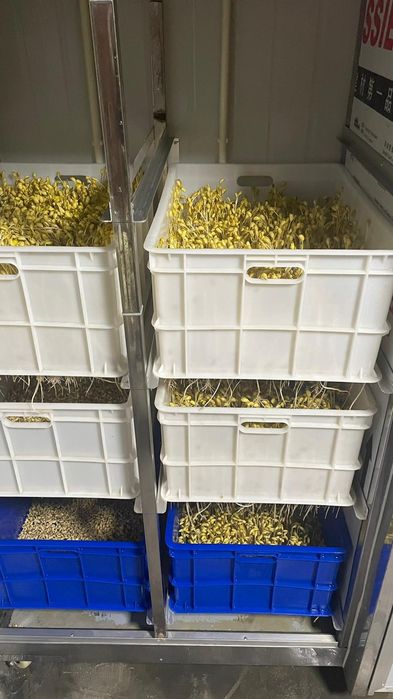 Автоматический инкубатор для соевых ростков