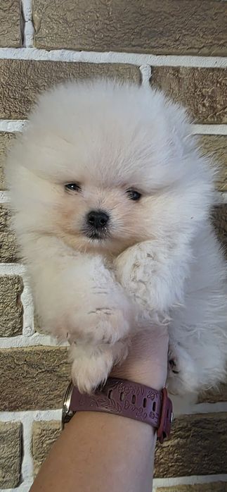 Мини померан момичета