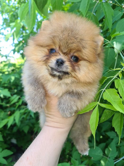 Продам щенков шпица, рассрочка каспи