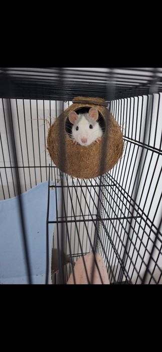 Домашние крысы с клеткой