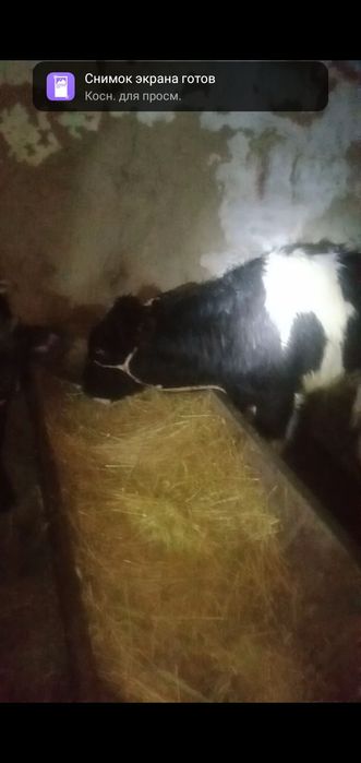 Бұқалар сатылады бағасы 315000