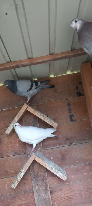 Vând porumbei tineri și maturi