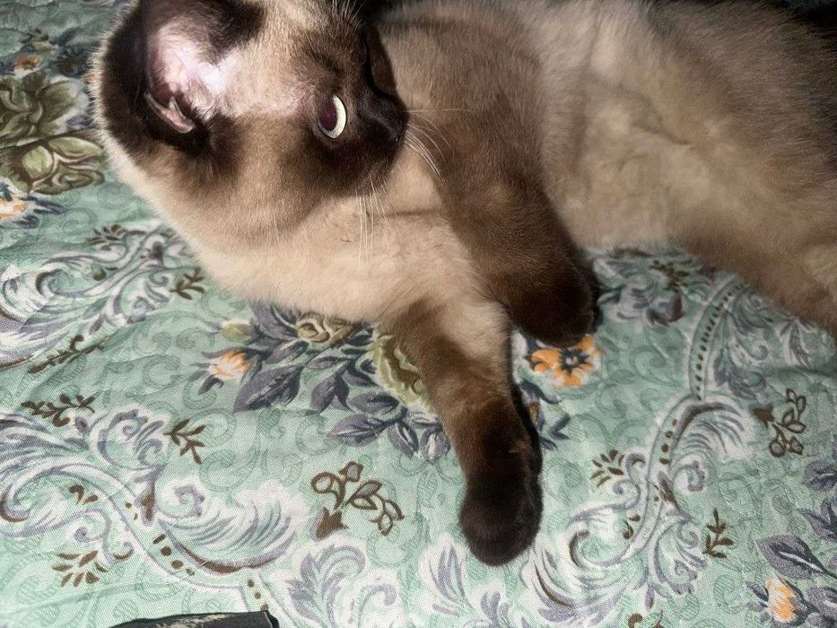 Продаются кошка милые