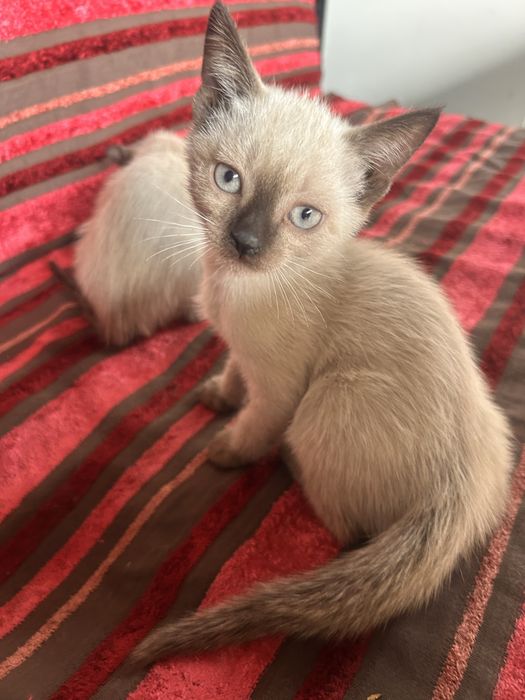 Сиамские котята мальчик и девочка