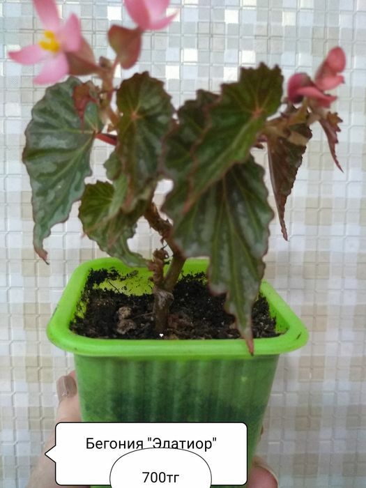 Продам Комнатные цветы