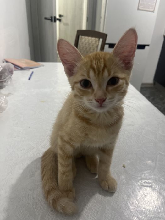 котенок мальчик 4 месяца