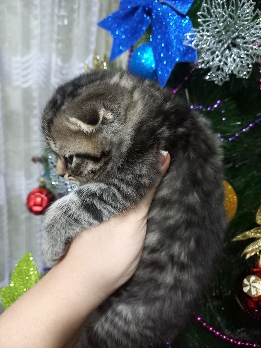 Продаются шикарные мишки