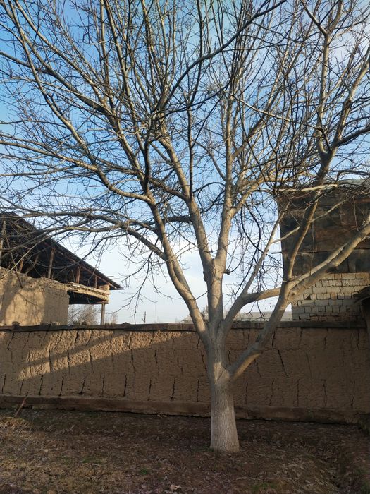 Енгок дарахти сотилади