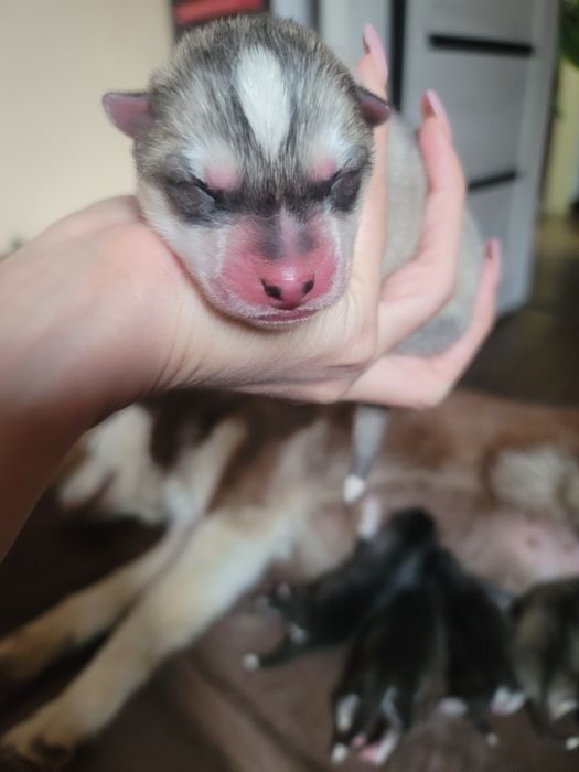 Срочно сибирский хаски мальчик чистокровные родители на фото