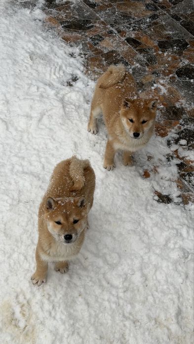 Shiba inu toy de vanzare