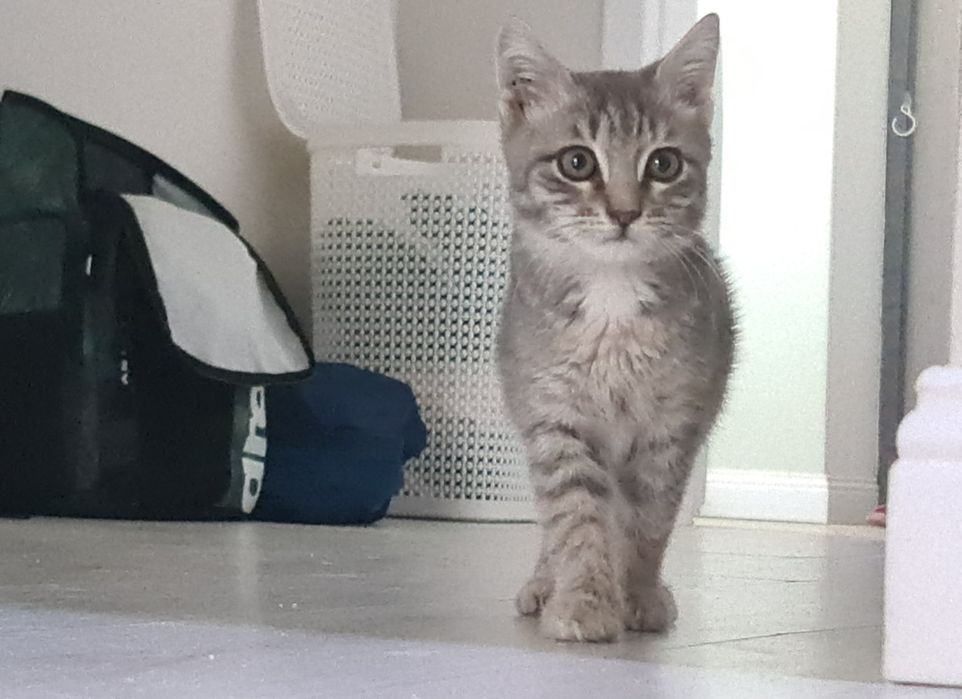 Котята в добрые руки.