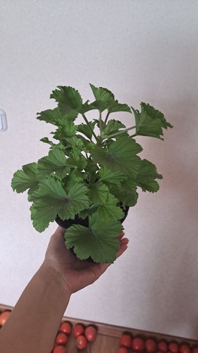 Королевская пеларгония,сорт Мандарин