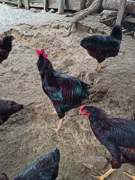 Vând cocosi new hampshire  și Rhode island