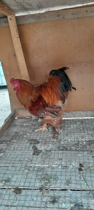 Брама хуроз сотилади