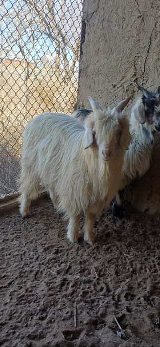 Ешкі сатылады туша