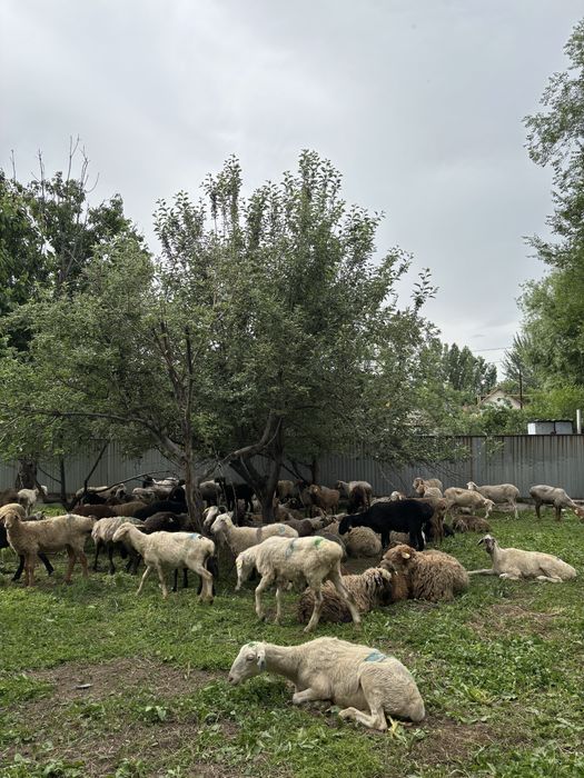 Кой , Курбан айт