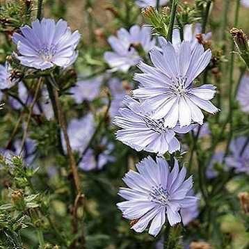 Facelia si alte plante melifere si fixatoare de azot