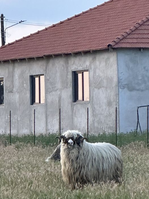 1 berbec breaz.