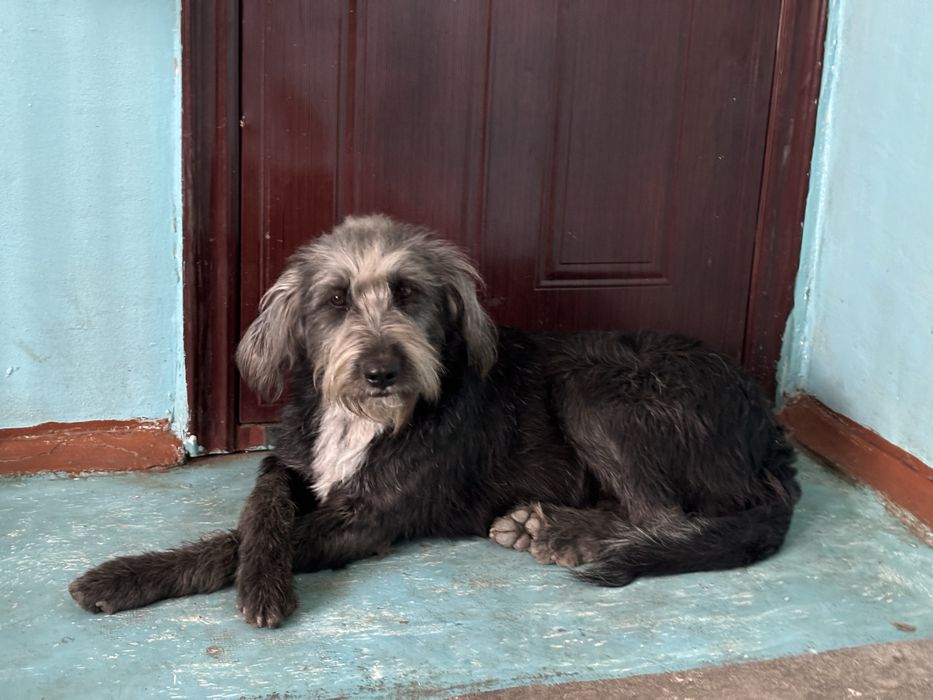 Ищем добрые руки