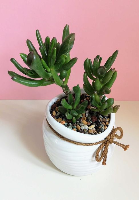 Крассула Хоббит (толстянка)