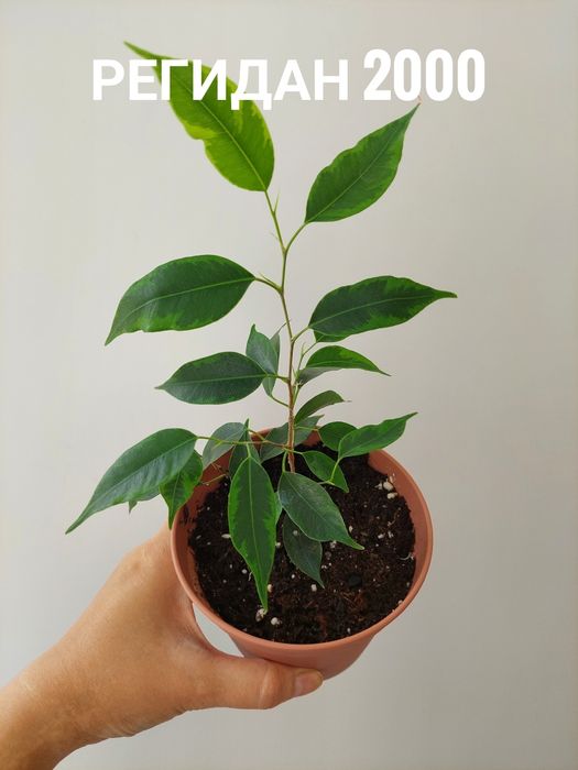 Комнатные растения