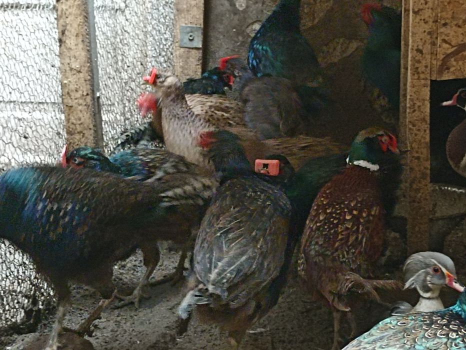 Vînd fazani auriu pe roșu , pe galben , diamant , comuni albi , maturi