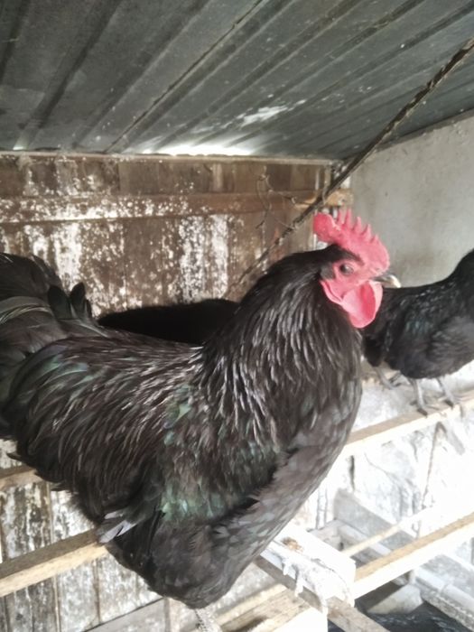 Vind cocoș australop