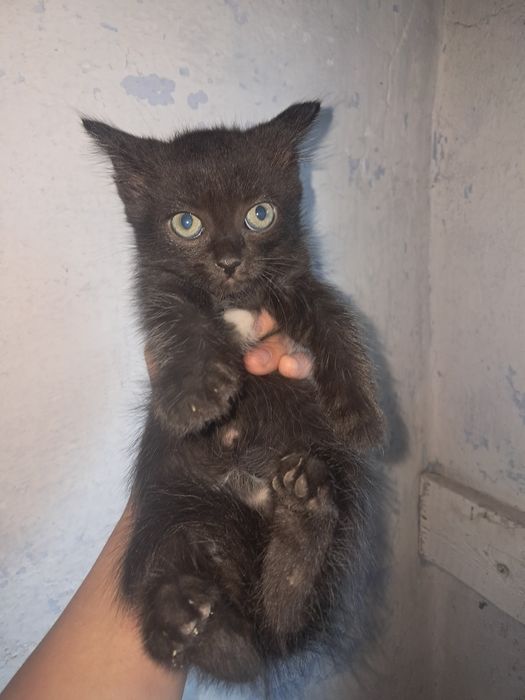 Отдам котят в добрые руки!