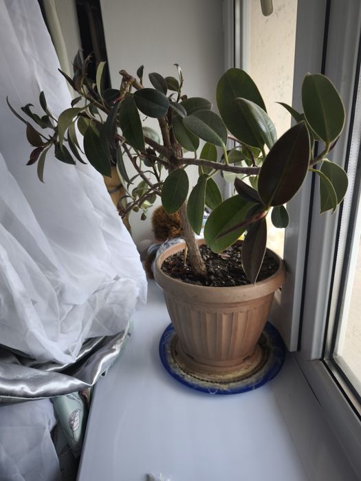 Фикус Микрокарпа (Мокламе)