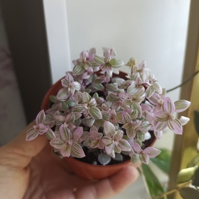 Комнатные растения