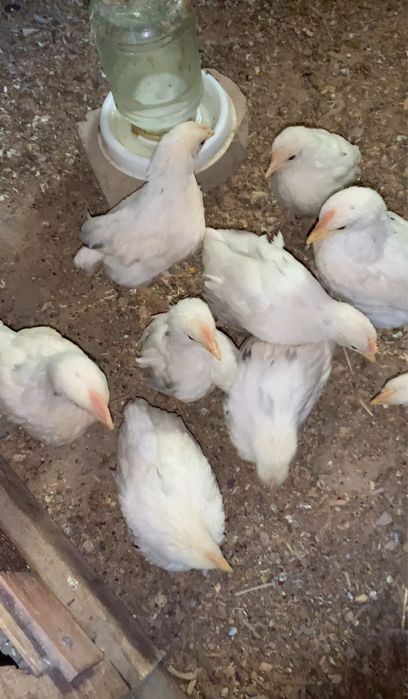 tovq va horoz sotilad