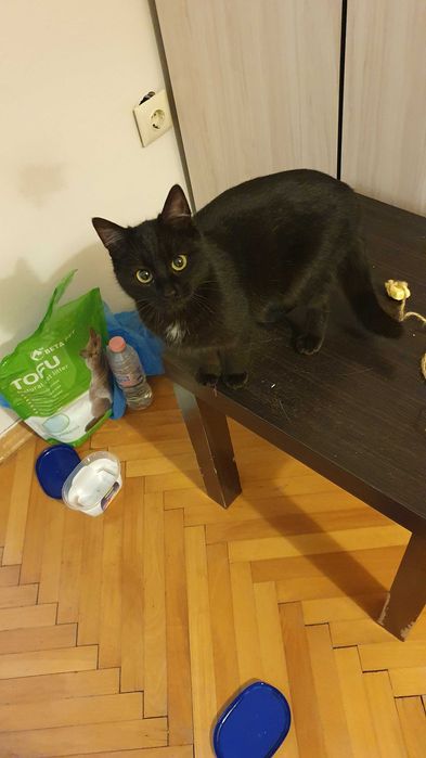 Черна котка на 6 мес. търси дом