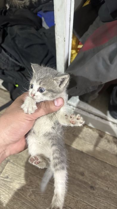 Котята бесплатно 2 месяца раздаю