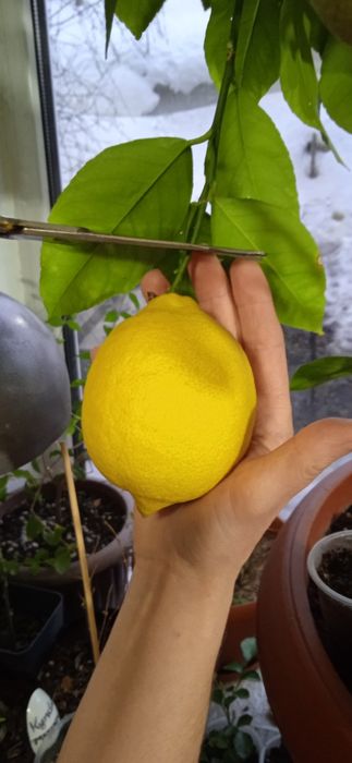 Продам плодоносящий лимон (саженец)