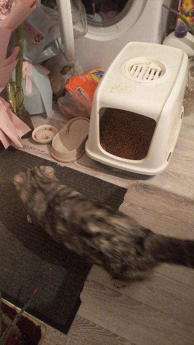 Шотландская вислоухая кошка