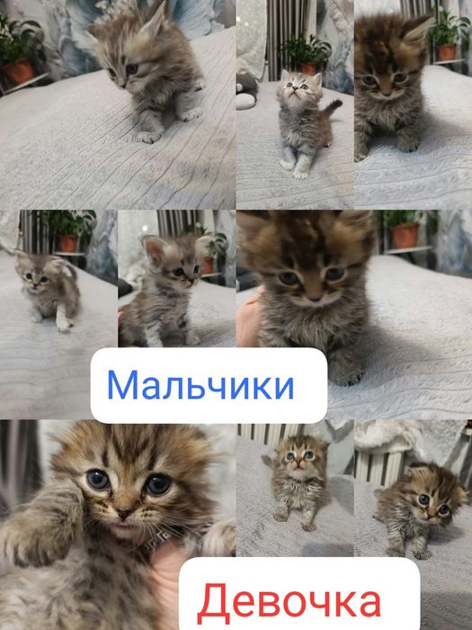 Продам срочно котят