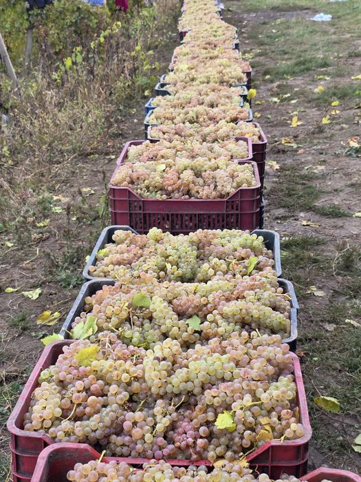Struguri de vin