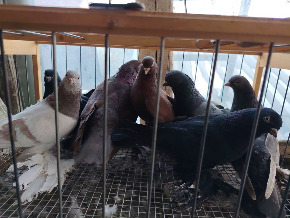 Продам голубей оптом