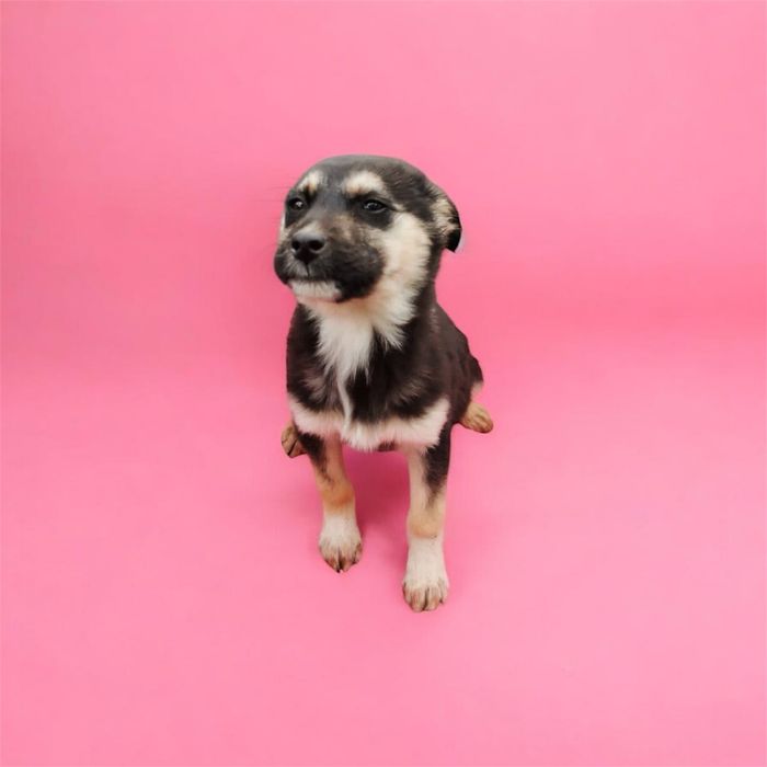 5 Căței metiș husky